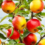 Саджанець Яблуня колоновидна Еліта в контейнері